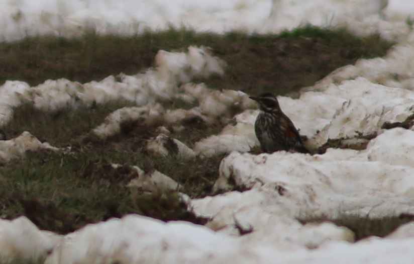 Redwing
